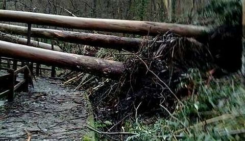 �rboles ca�dos en el paseo de los molinos de Mea�o.