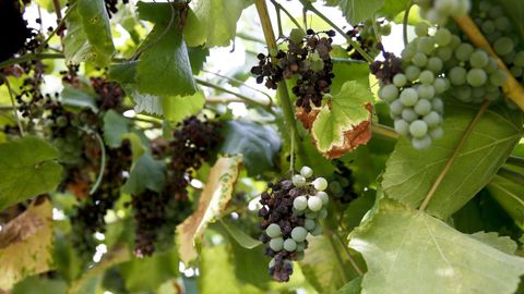 Imagen de arcivo de unas uvas da�adas por el mildio