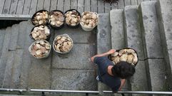 Descarga de vieira en el muelle de Ferrol 