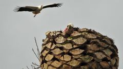 Pelea de cig�e�as por una palmera