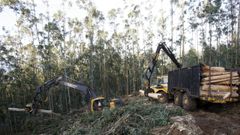 Tala de eucalipto con procesadora