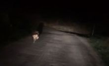 Un lobo corre delante de un coche en Louxas