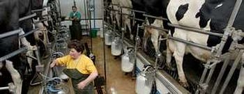 Sala de orde�o de una explotaci�n l�ctea en Bardaos, en el municipio coru��s de San Sadurni�o