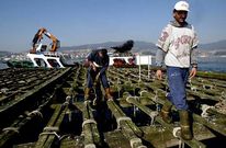 Las 3.361 bateas repartidas por Galicia producen dos millones de toneladas de mejill�n.