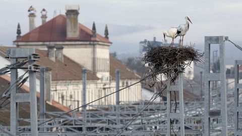 Las aves forman parte ya del paisaje de la estacin ferroviaria de Monforte