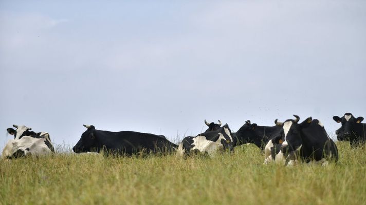 Vacas frisonas descansando en una pradera