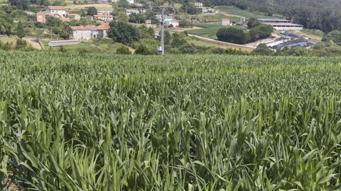 Imagen de archivo de un campo de ma&iacute;z, uno de los principales cultivos forrajeros de Galicia