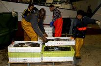 Tripulantes de pesqueros mari�anos descargando sus capturas en el puerto de Celeiro.