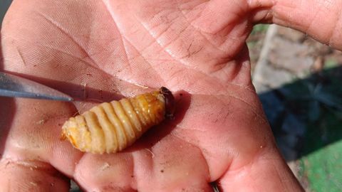 Larva de picudo rojo, que ataca las palmeras cuando se encuentra en esta fase