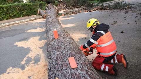 Pino de gran porte cado en A Toxa (O Grove) por efecto del temporal