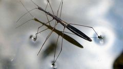 Un �zapatero� posado en el agua.