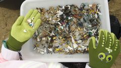 Plancton alerta del aumento de colillas y micropl�sticos encontrados en la limpieza de A Lanzada