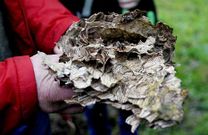 Los veterinarios congelar�n el criadero recogido ayer en Sabar�s para estudiar el comportamiento de esta especie invasora.