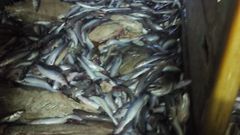 Bonitos podridos le machacan la pesca a barcos gallegos