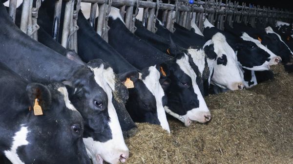 El sector l&aacute;cteo es uno de los que m&aacute;s j&oacute;venes atrae para continuar con el negocio familiar