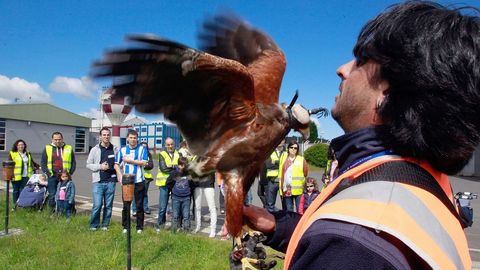 Halcones usados en el aeropuerto de Alvedro para el control de aves