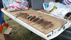 Grupo de rata topo atrapadas en el monte comunal de O Oribio