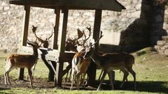 En la reserva de San Roque conviven gamos, un �and�, ovejas de Camer�n, burros, ponis y mastines