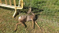 El animal, un ejemplar joven, se ahog� cuando intentaba liberarse de la malla