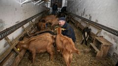 Voluntarios de la comunidad de montes de Leiro cuidando a los reba�os de cabras