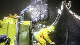 Tripulantes de un cerquero gallego recogiendo capturas de sardina.