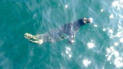 Liberacion de la foca gris rescatada en la playa de Cadavedo, tras su recuperaci�n en Sobrescobio y Gij�n.