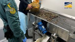 Almeja japonesa incautada por la Guardia Civil en Huelva, extrada en zonas contaminadas de Portugal y, por tanto, sin garantas sanitarias