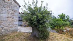 Nuevos brotes est�n naciendo del Carballo do Santo