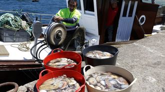 Descarga de pulpo en la lonja de Bueu el 1 de julio del 2026, cuando reabri� la pesquer�a.