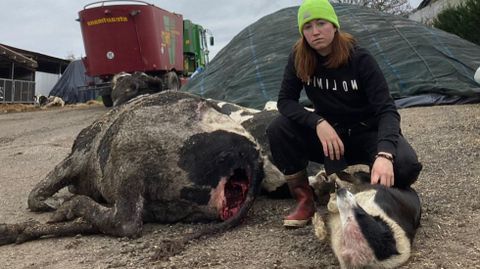 Natalia Vzquez, en su granja familiar en Lardeiros (O Pino) con la vaca muerta tras un ataque de lobos el lunes