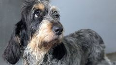 Orejas, el perro de Os Palleiros que tiene c�ncer y encontr� una familia que lo acoja en Mar�n.