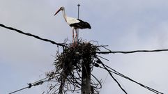 El apag�n es cosa de cig�e�as