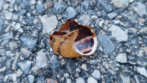 Una concha de caracol rota abandonada en mitad de una superficie dura, como esa de la foto, es todo un indicio.