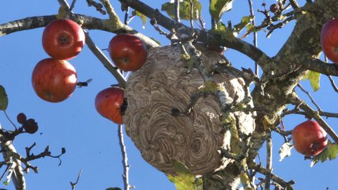 Un nido de velutinas en un rbol, en As Nogais (Lugo), en una imagen de archivo.