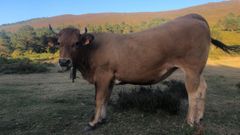 La vaca Leti, desaparecida en una explotacin ganadera de Boal