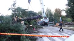 Ca�da de un �rbol en el Campus Vida de Santiago