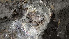 El cerebro saponificado ha sido trasladado a la Facultade de Historia de Santiago de Compostela
