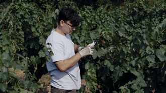 Un trabajador elige las uvas en Valdeorras, cerca de uno de los incendios forestales de este mes