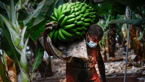 Un agricultor lleno de ceniza recoge un racimo de pltanos antes de que la lava del volcn de Cumbre Vieja llegase a las plantaciones. 