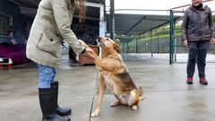 Agustn es uno de los veteranos de la protectora de Os Palleiros