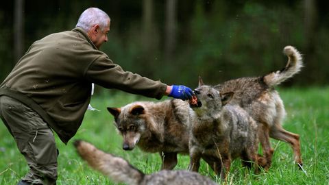 El veterinario de la Casa del Lobo de Asturias alimentándo a los cánidos