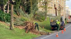Operarios retirando la palmera que tiró en viento en la zona de Las Pajaritas