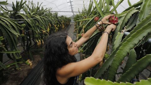 La gerente de Tropic Gaia en la plantacin de Mors, en Xove