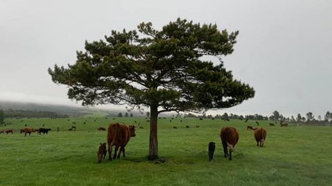 Un rebao de vacas salers de Finca Enxebreza (grupo que tiene arrendada la finca a Piccolo Rancho S.A.) pastan en una parte de Parajes del Marqus, un nombre que hace referencia al marqus de Ensenada.