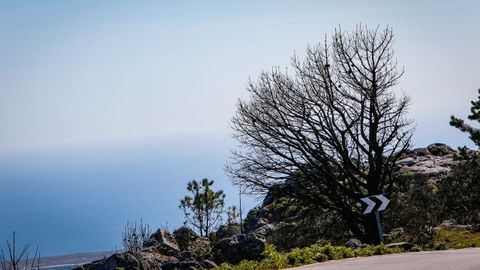 As est el monte de Barbanza un ao despus del gran incendio