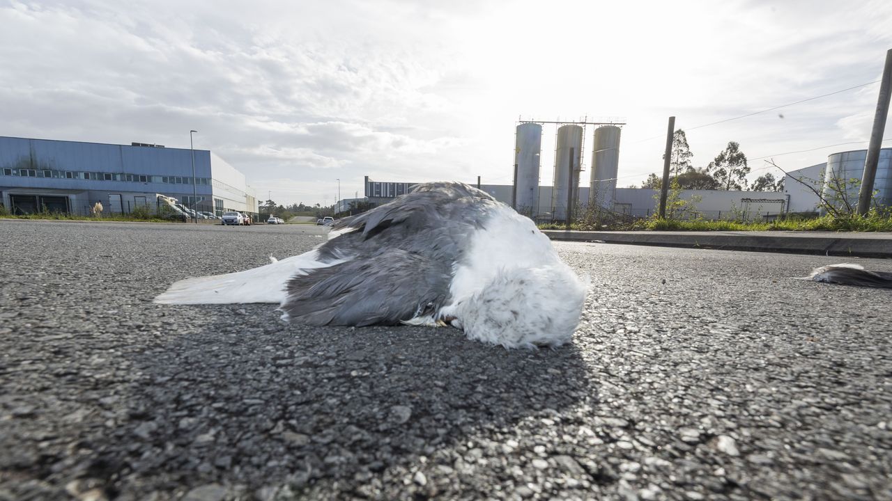 Detectados tres nuevos focos de gripe aviar en aves silvestres, uno de ellos una gaviota en el municipio de Carballo