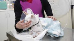 Una veterinaria con un perro en la cl&iacute;nica Boxer de Viveiro