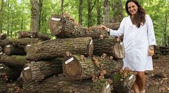 Hifas da Terra trabaja con especies forestales aut�ctonas micorrizadas