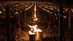 Dispositivos en Francia para evitar los estragos de la helada en la agricultura y la viticultura