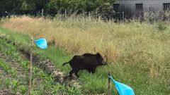 Un jabal� se pasea�alegremente por fincas de Boiro